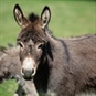 Donkey